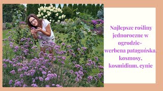 Najlepsze rośliny jednoroczne w ogrodzie- kosmosy(onętki),werbeny patagońskie, kosmidium, cynie