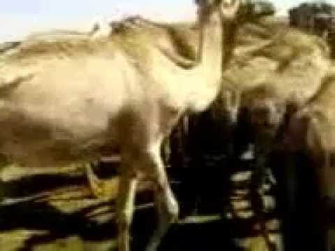 Geel Iyo Heesta Darka Marka Geela Lagu Waraabinayo