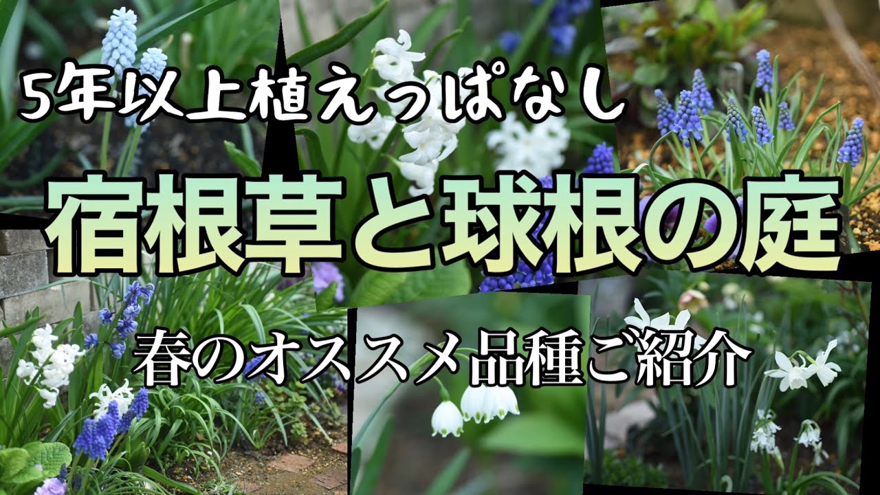 植えっぱなしで咲く オススメの宿根草と球根植物 春の花 Youtube