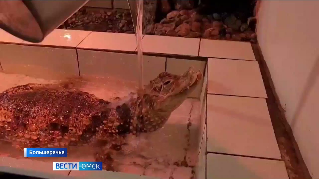Большереченский зоопарк поделился видео водных процедур каймана - YouTube
