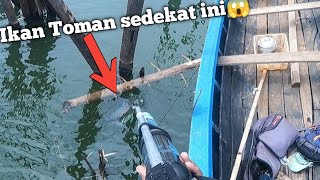 Begini Kalo Di Sarangnya Ikan Toman Sampai Banyak Keluar Bawah Kaki