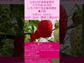 ファーム八千代‼️いちご狩り🍓無料開放‼️