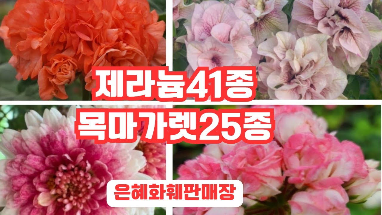 은혜화훼판매장🌳전화주문 010 26514421