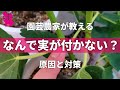 【イチジク】実がつかない原因と対策を園芸農家が教えます