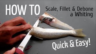 HOW TO: Scale, Fillet and Debone a Whiting