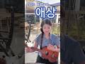 여름이면 이 노래 애상 우쿨렐레 커버 #ukulele #여름노래 #우쿨렐레 #우쿨렐레커버