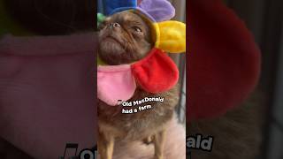 ADHD problems  #cute #funny #relatable #pug #puppy #adhd #comedyshorts