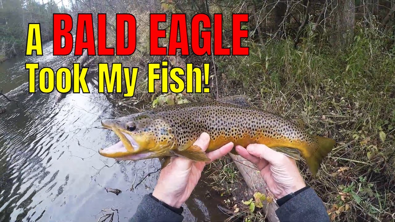 Spinner fishing for WILD Trout! (Brown Trout fishing during the