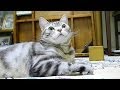 おやつ食べる?って訊いたときの手の動きが可愛い猫