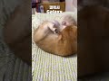 갤럭시 아이폰 알람 차이 #고양이 #cat #각종유머 #viralvideo #고양이일상 #cute