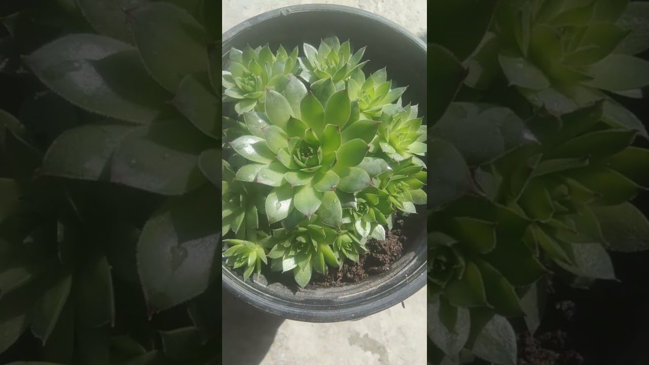 laxmi kamal aur vishnu kamal ka plant jarur lagaye apne garden m