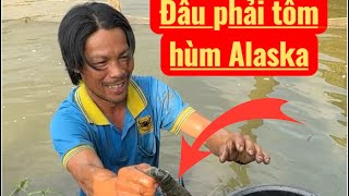Download Lagu Anh núi thánh leo dừa nói trong địa ảnh có tôm hùm Alaska ￼ MP3