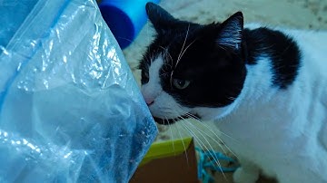 I Gave My Cat Catnip For The First Time