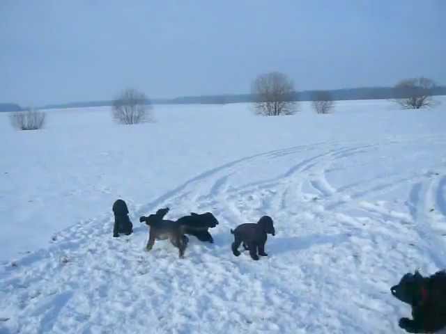 Top Züchter Cocker Spaniel: Finden Sie Ihren Traumhund! 3 sddefault