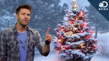 Christmas Trees: Real vs. Fake