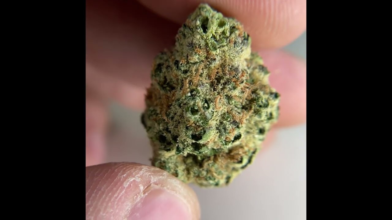 Triple 7 Tropical Runtz Review