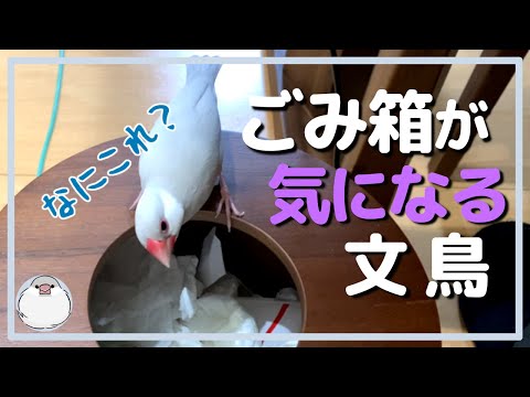 ゴミ箱が気になる文鳥【Java sparrow】