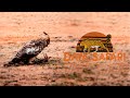 Changeable Hawk - Eagle Hunts a Land monitor | Yala National Park, Sri Lanka