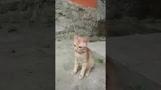 Kucing #kimmi #kiwi #labubu #cute #cat