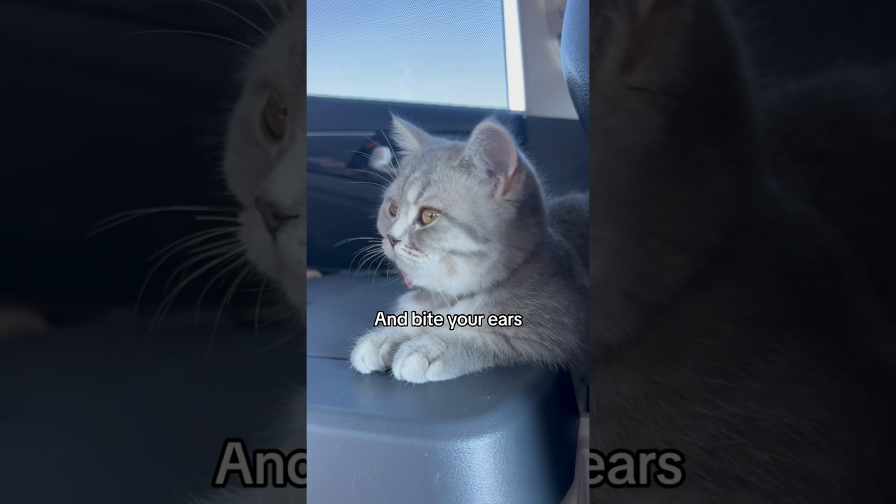 How are you so chonky cute? 😻 