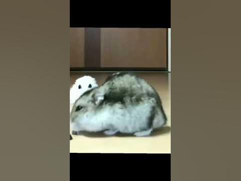 грустный хомяк #мем - YouTube