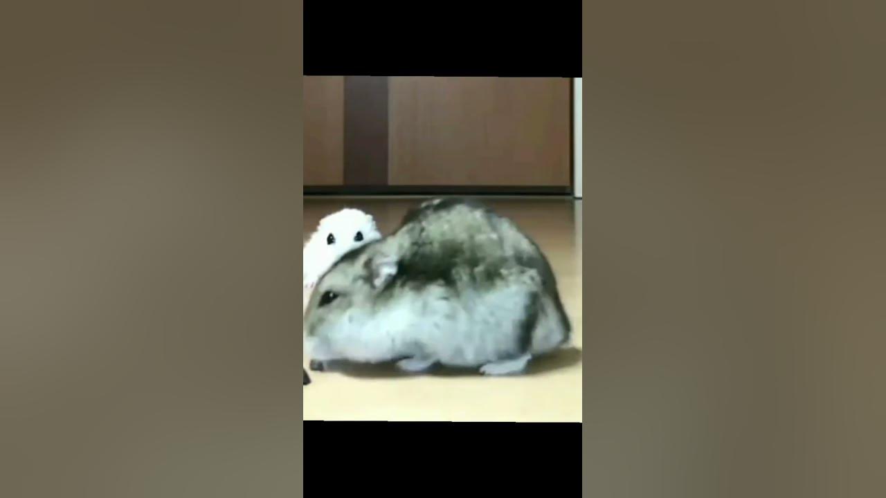 грустный хомяк #мем - YouTube