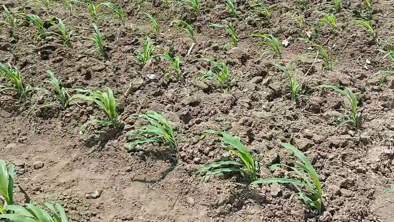 cek lahan jagung umur 18 hst setelah pemupukan pertama.