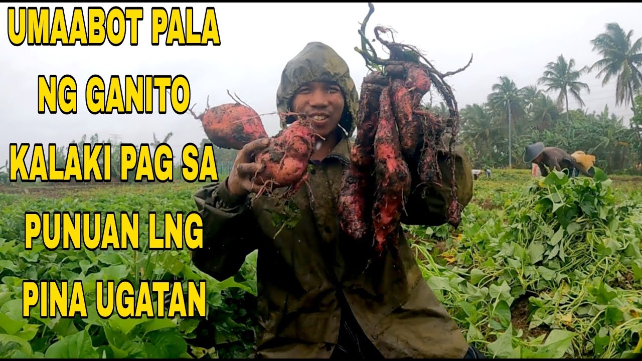 UMAABOT PALA NG GANITO KALAKI ANG LAMAN PAG SA PUNUAN PINA UGATAN