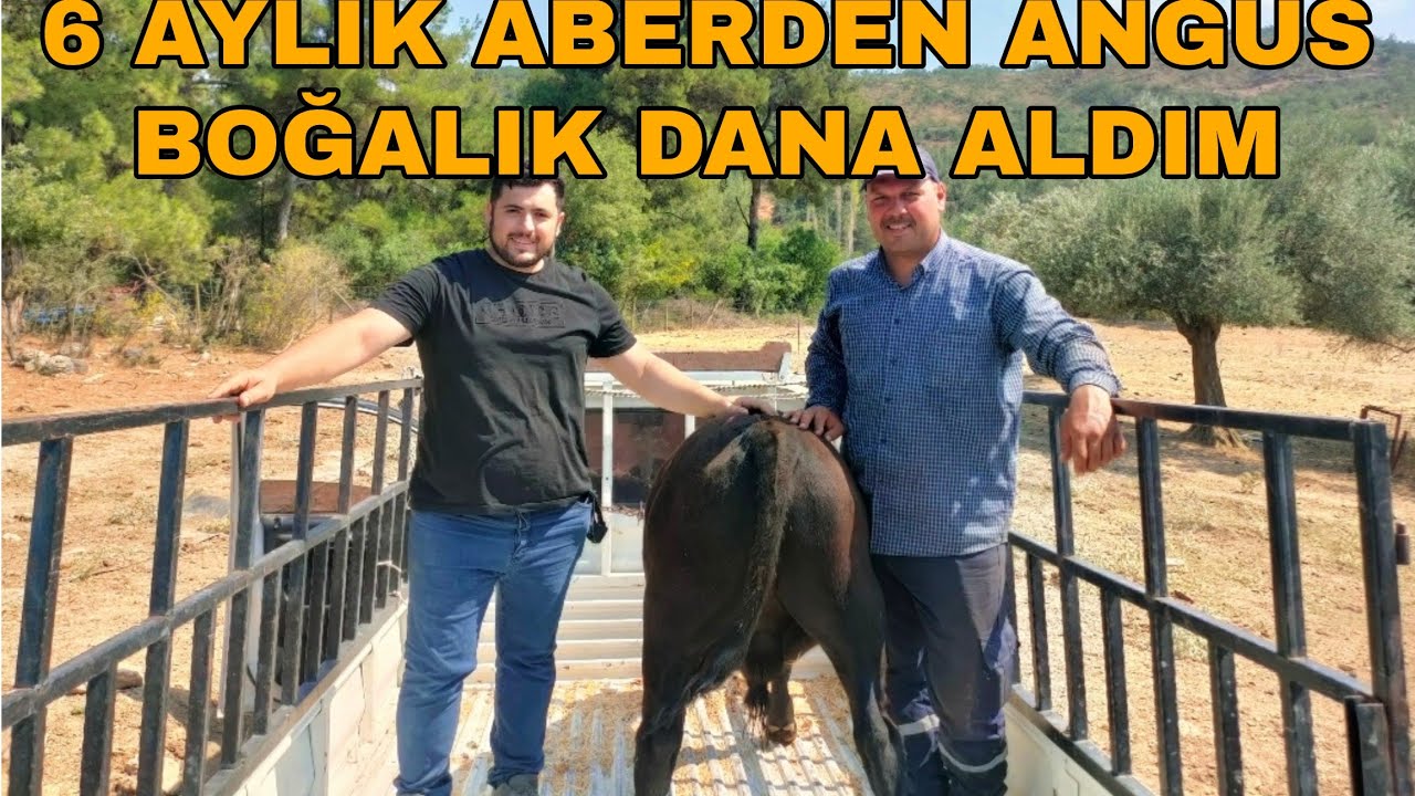 BOĞALIK ADAYI 6 AYLIK ABERDEN ANGUS DANA ALDIM~BU HAYVAN BİR HARİKA