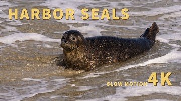 Harbor Seals | a 1-hour Film in 4K Super Slow Motion  with ambient and relaxing sound