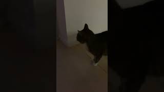 Cat yowling, cat screaming, yowling cat #cat #yowling #howling #screaming #enemy #neighbour