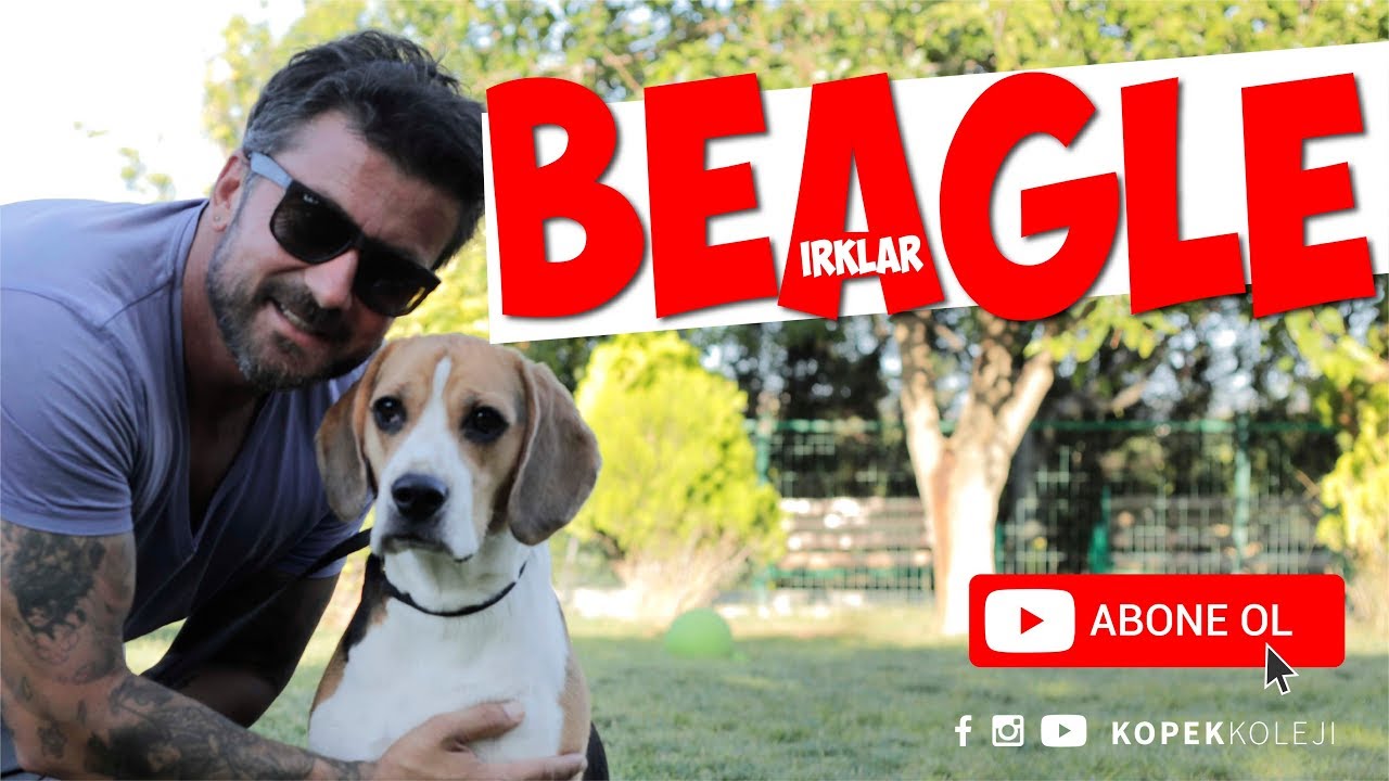 Kopek Irklari Beagle Youtube