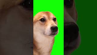 Green Screen Dancing Dog Meme #shorts