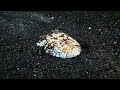 Stargazer Fish Hunting Behavior