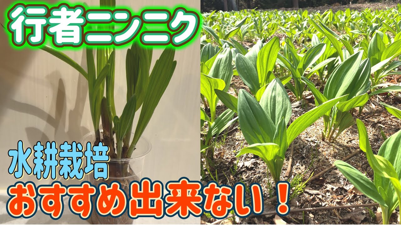 Гидропонное выращивание дикого чеснока не рекомендуется! Попробуйте использовать его в пельменях ...