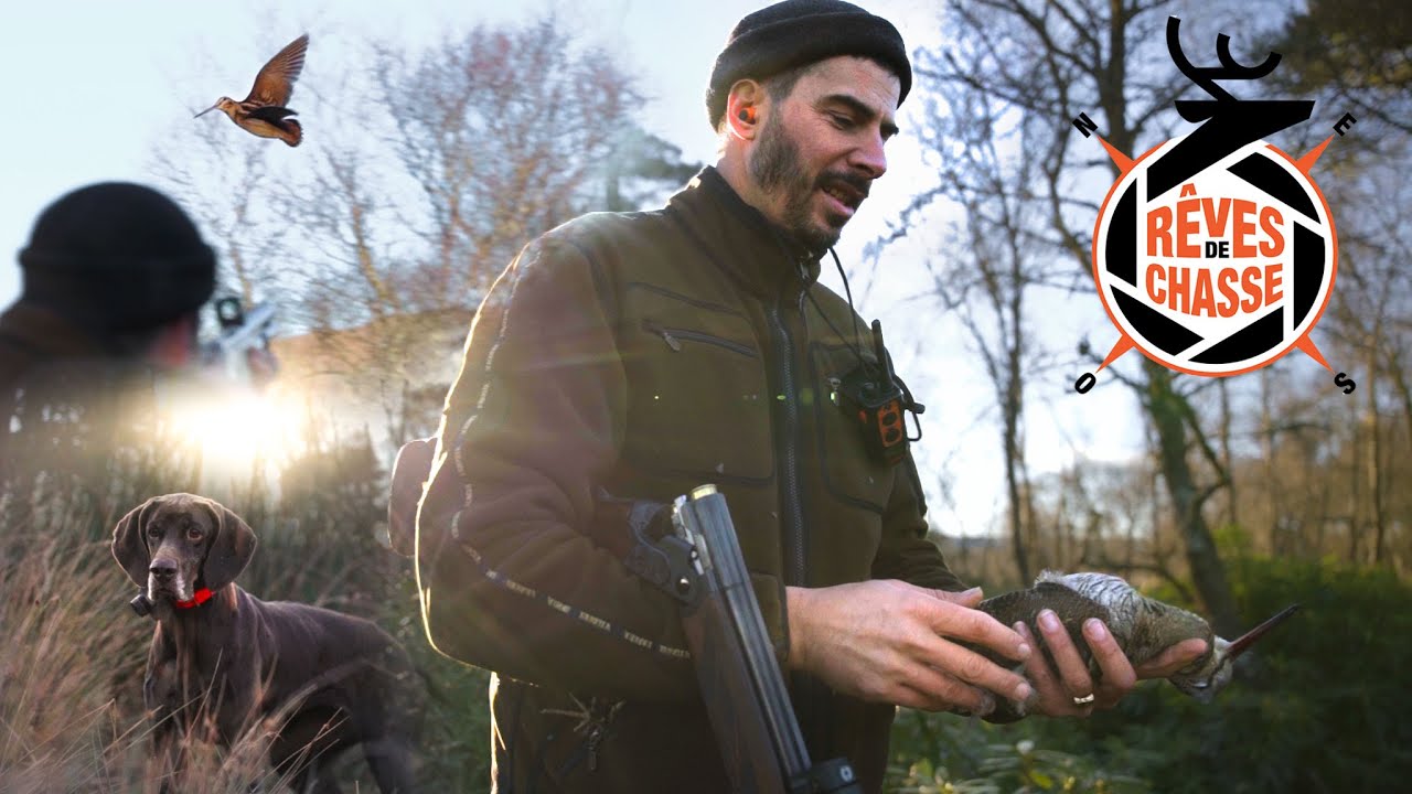 Rves De Chasse n2  Chasse de la bcasse en cosse avec les braques