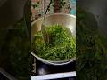 Restaurant Style Palak Saag in 5 Minutes! 🥬✨