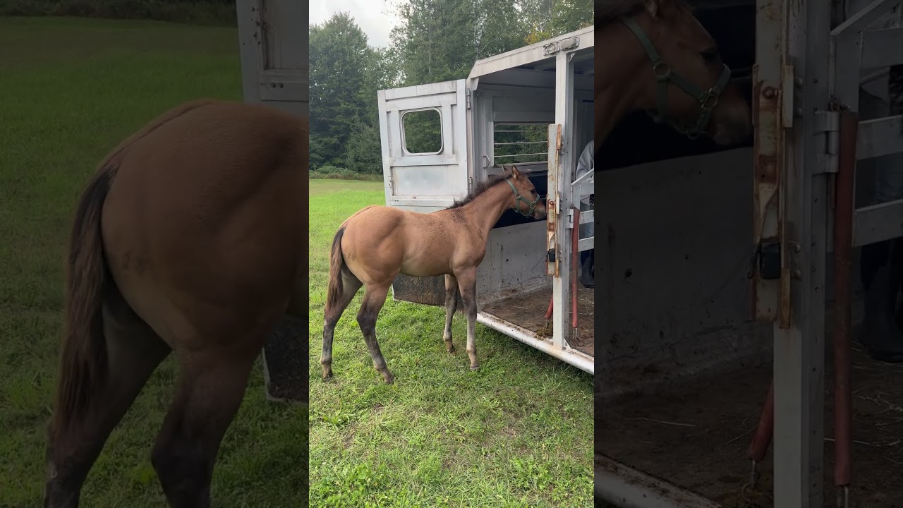 Oaky the baby Colt loads in two horse straight load trailer