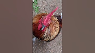 gà rừng mã vàng đá chân tôi ơi xong quá ae.qaib qus khav theeb tiag tiag