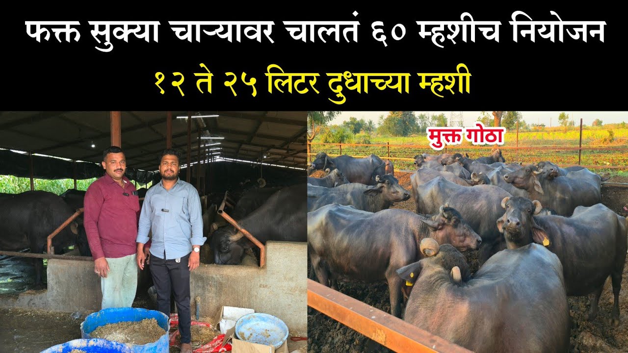 फक्त सुक्या चाऱ्यावर चालतं 60 म्हशीच नियोजन | 12 ते 25 लिटर दुधाच्या म्हशी | murrah buffalo farming 