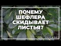 Почему шефлера скидывает листья? | toNature.Info