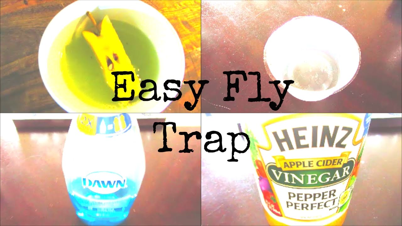 Fruit Fly Trap YouTube