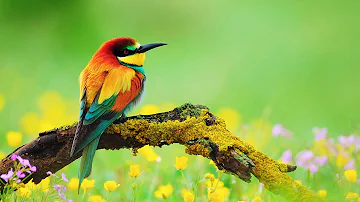 3 Hour bird sounds Relaxation, Nature sounds music for Meditation, Birds chirping, birds singing