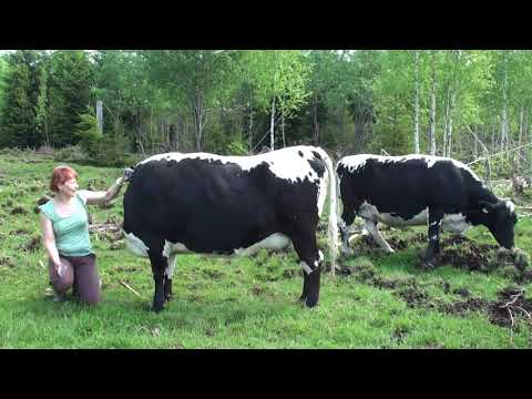 Video: Ero Luontaisen Ja Opitun Käyttäytymisen Välillä