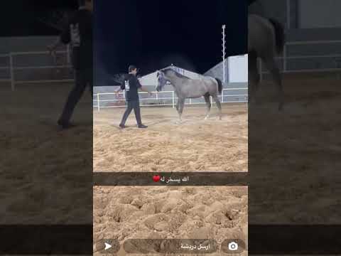 يوميات جهاد ابالخيل♥️