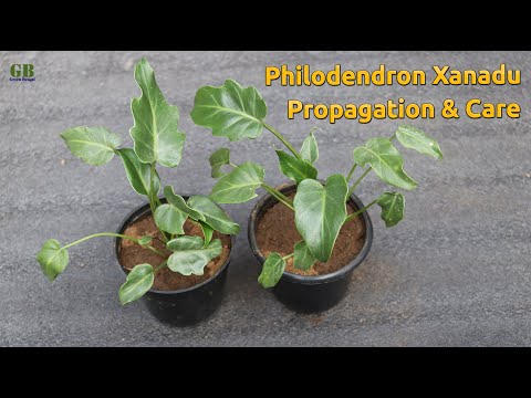 Video: Indoor Philodendron 'Xanadu' – Come coltivare una pianta d'appartamento di Xanadu Philodendron