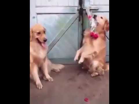 Eşine çiçek veren sevimli golden köpek