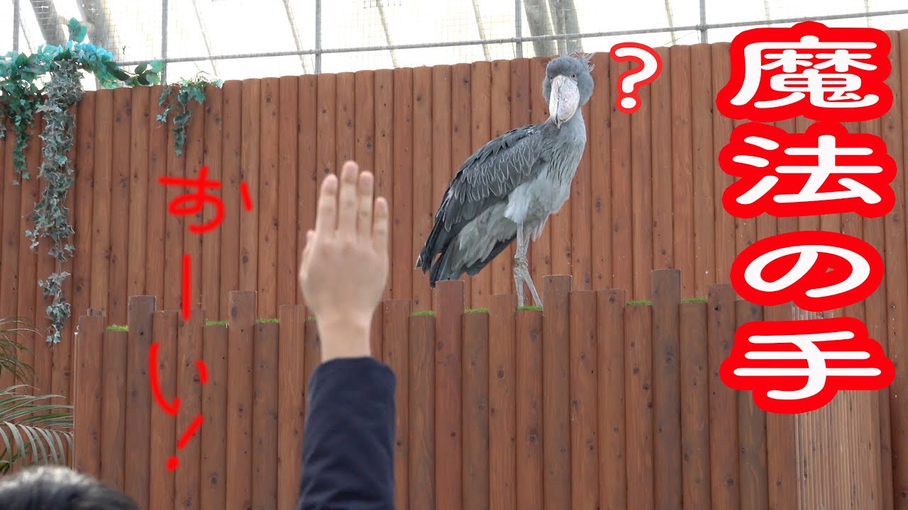 ハシビロコウふたばちゃん 面白いお客さん来たね Shoebill Futaba 22 冬のふたば Youtube