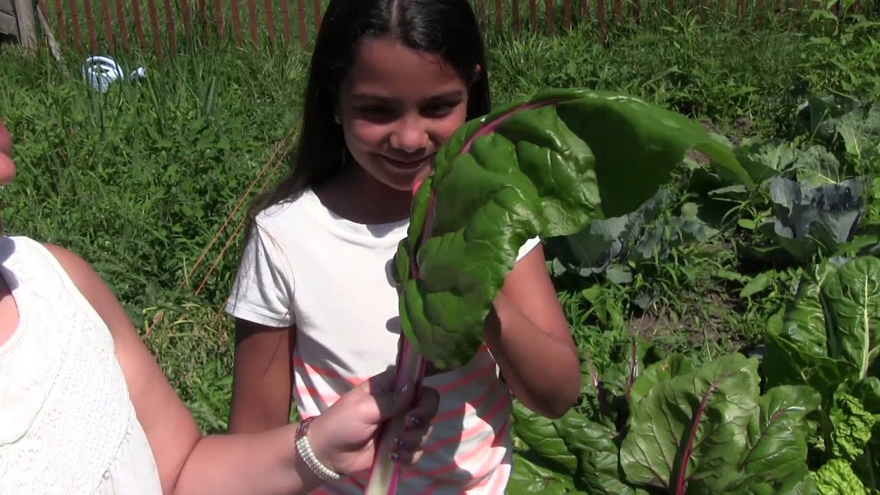 swiss chard seeds Harvesting MASSIVE 100% Organic Kale & Swiss Chard