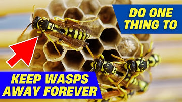How to Stop Wasps From Building Nests on Your Property 🐝 Without Chemicals